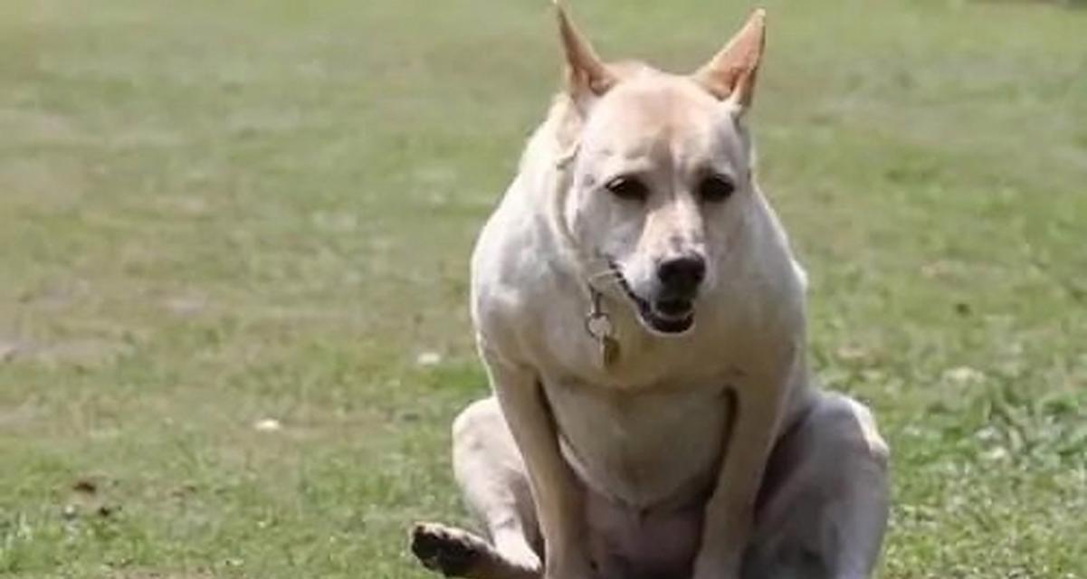 博美犬肛门腺的表现及挤压方法（了解博美犬肛门腺的表现及正确挤压方法，保持宠物的健康和舒适）