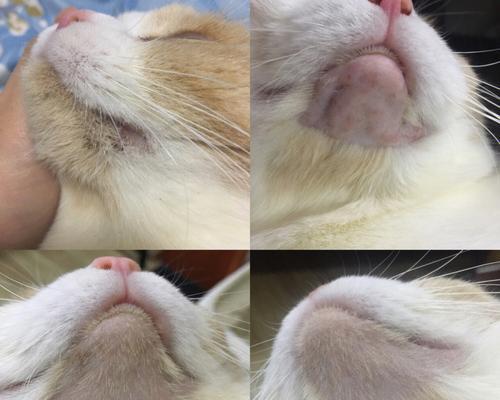 猫咪黑下巴问题不大的小妙招（轻松解决猫咪黑下巴困扰，让你的猫咪重获明亮下巴）