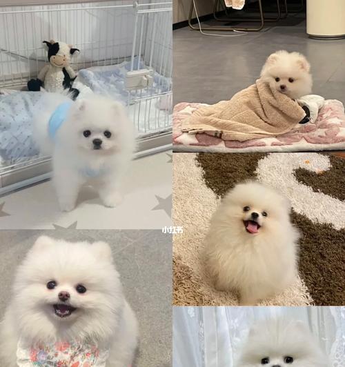如何应对过分粘人的博美犬（让你的博美犬更独立自主）