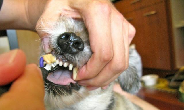 如何让泰迪狗幼犬乖乖刷牙？（狗狗刷牙的具体步骤和时间要点）