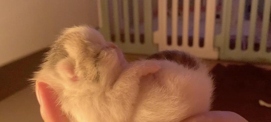 猫奴时间（猫瘟还是寄生虫？探究猫咪食欲不振与睡眠增加的可能性）