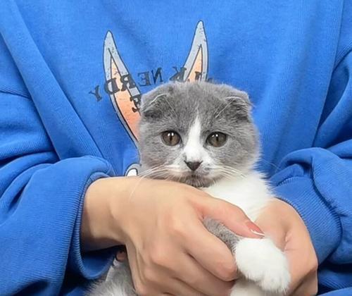 了解折耳猫品种，探寻“折耳立耳猫”的神秘面纱（折耳立耳猫）