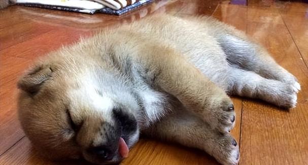 犬瘟（宠物主人要做好预防措施）
