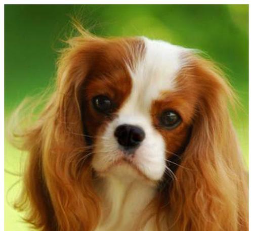 泰迪犬频繁找水喝，告诉你6个不好的事情！（揭示泰迪犬口渴背后的健康隐患，保护宠物生命）