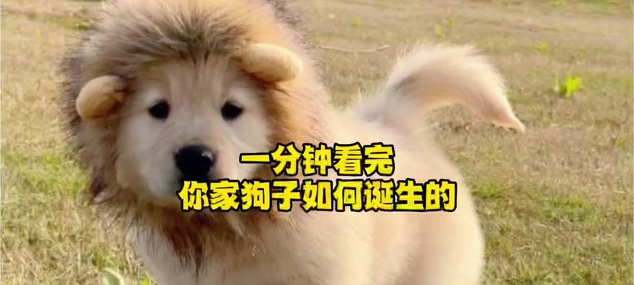 如何有效防止狗狗怀孕？（探索狗狗绝育和其他方法，让你的宠物安全无忧）