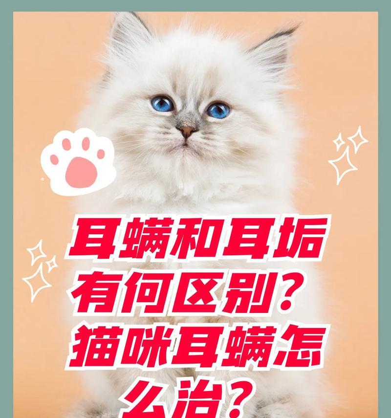 如何解决猫咪耳螨问题（简单有效的耳螨治疗方法）