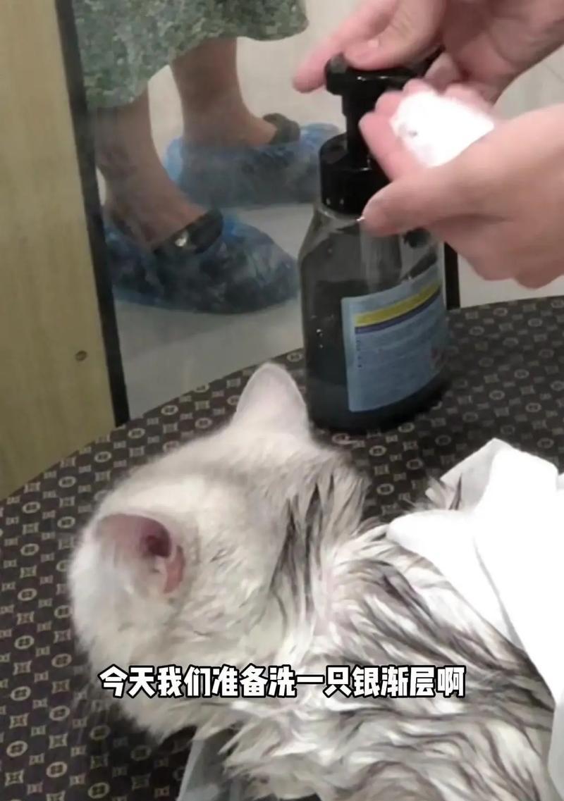 轻松学会给猫咪洗澡的妙招（掌握几招，让铲屎官成为猫咪洗澡的专家）