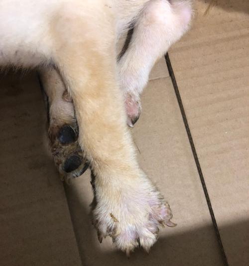 解决两个月幼犬食欲不好的问题（针对原因采取措施，让幼犬重拾食欲）