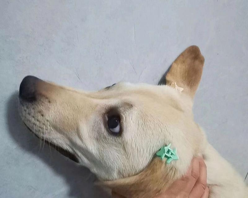 狗狗的年龄与人类年龄的换算表（探究狗狗的真实年龄，了解它们的成长速度）