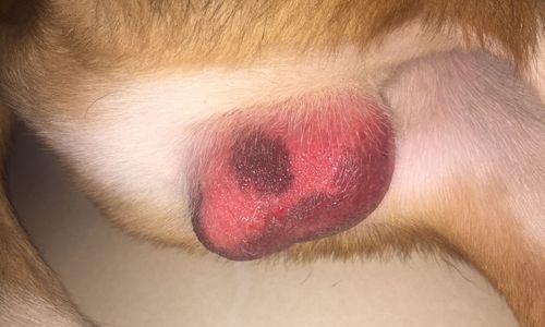 狗狗绝育的优缺点及影响（了解狗狗绝育的重要性，维护它们的健康和幸福生活）