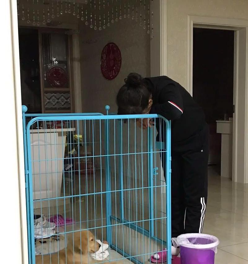 《金毛成长日志》（8招教你养宠物狗——宠物狗食物禁忌及其原因）