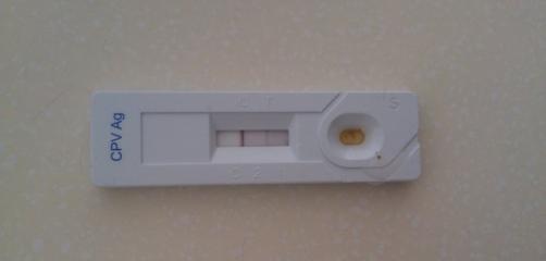 健康的狗狗为何会患上细小？（探讨可能导致健康狗狗患上细小的原因）