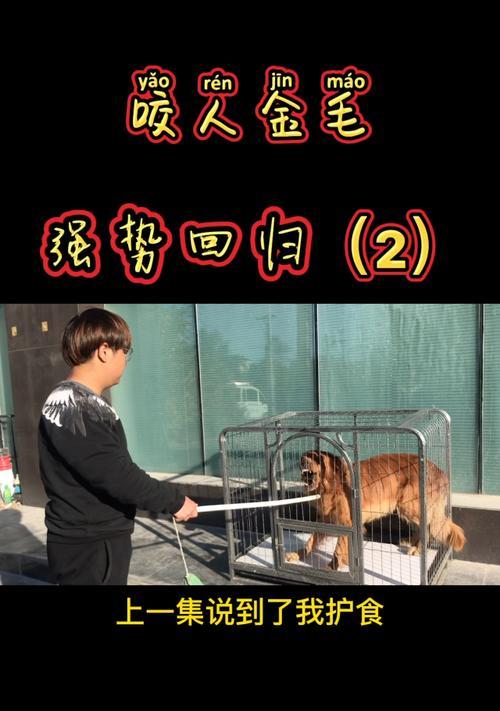 狗狗吃纸的原因及解决办法（六大原因让狗狗养成吃纸的坏习惯，如何有效改掉？）