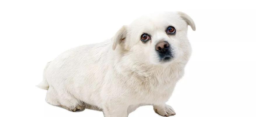 如何正确饲养和挑选中国京巴犬？（按时喂养和清洗的关键）