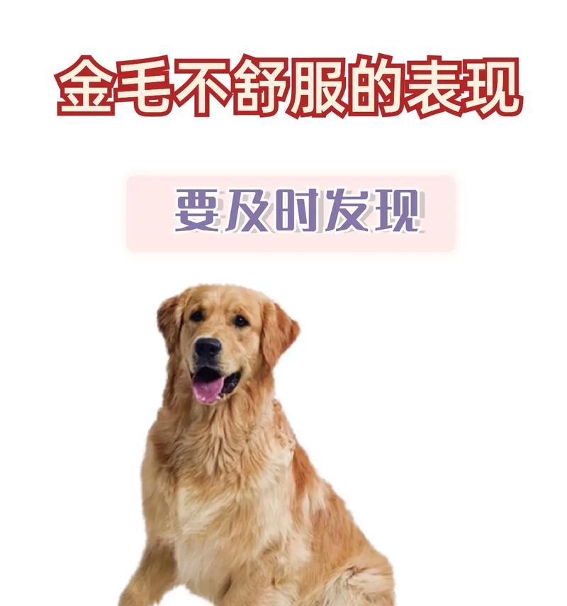 为何女生都喜欢养金毛？（揭秘6个让人无法拒绝的理由）
