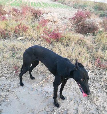 犬猎兔之最佳猎犬品种（揭秘兔子猎杀利器——猎犬的最强种类）