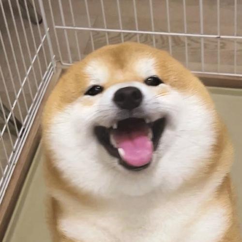 狗狗耳朵的出色功能（探索狗狗耳朵的天赋和多样性）