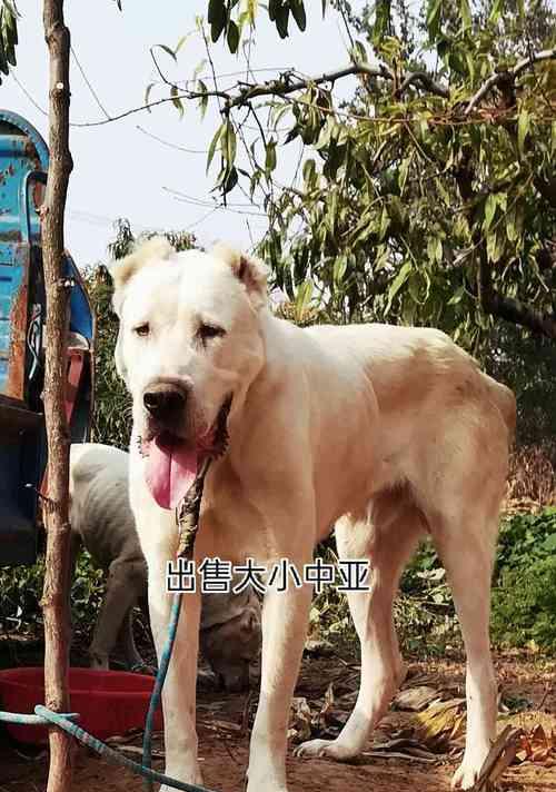 中亚牧羊犬（用眼神威慑外敌，守护领地的守护神）