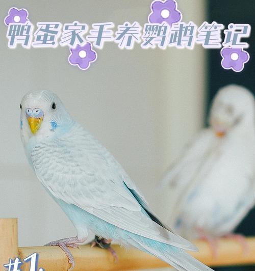 如何驯服你的虎皮鹦鹉？（了解鹦鹉喜好，建立亲密关系，让它成为你的最佳伙伴）