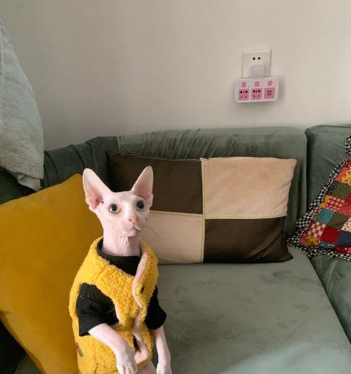 无毛猫（探索无毛猫的特殊之处）
