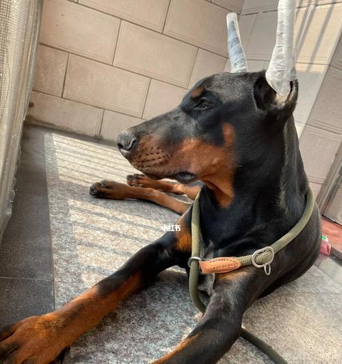 正确立耳的杜宾犬养护方法（详细分享如何正确为杜宾犬立耳，让它们看起来更加威武）