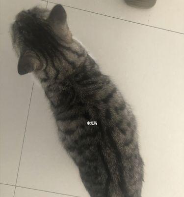 如何判断宠物猫咪是否怀孕（掌握这些征兆，轻松了解猫咪的身体状况）