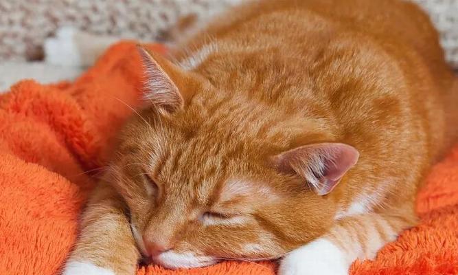 猫咪咳嗽的十个致命原因，养猫人必须知道！（保护猫咪健康，了解咳喘的危险性及其可能原因）