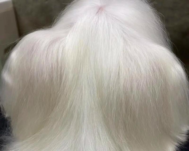 如何让你的猫咪拥有柔顺有光泽的毛发？（10个问题解答你对猫咪毛发光泽浓密的困惑）