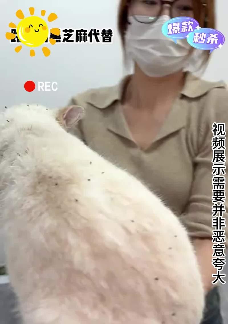 拜拜跳蚤！赶走狗狗身上的小麻烦（8个偏方帮你解决狗狗身上的跳蚤问题）