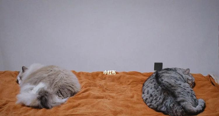让猫咪爱上猫窝的绝招（有效方法帮助猫咪适应猫窝，远离感冒风险）
