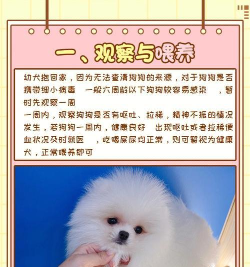 贵宾幼犬的饮食搭配及注意事项（营养均衡的食谱，让贵宾幼犬健康成长）