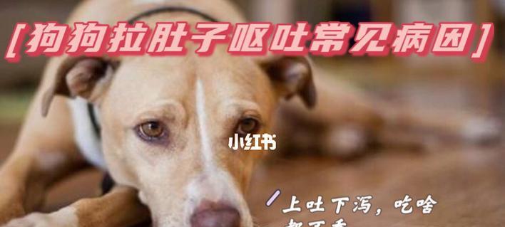 狗狗拉稀怎么办？预防与处理方法详解（宠物健康）