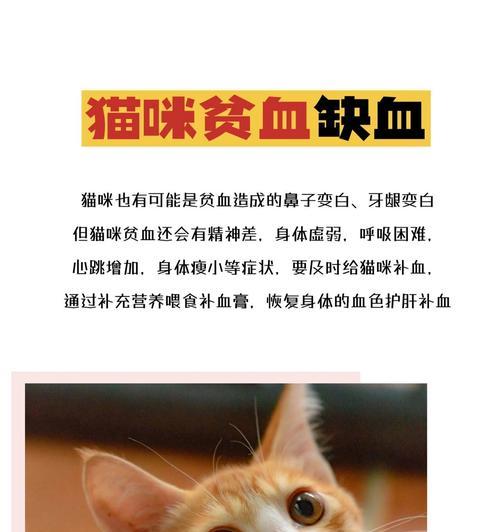 为什么猫咪会喘气？八个可能的原因解析（了解这些原因，保护你家猫咪的呼吸健康）