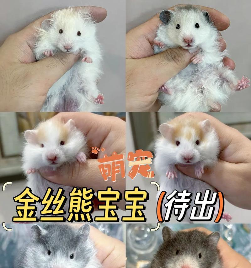 仓鼠的寿命与健康（探究仓鼠的寿命长短及其影响因素）