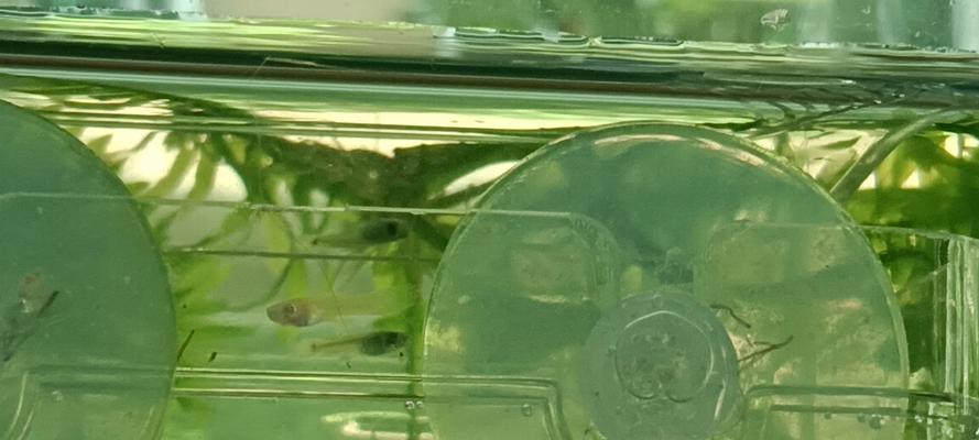 揭秘观赏鱼苗黑体死亡的原因（探究孔雀鱼等观赏鱼苗常见死亡原因，保护观赏鱼苗的关键）