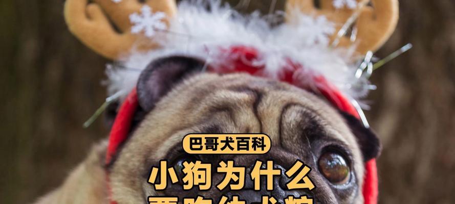 狗狗拒食狗粮的解决方法（如何应对狗狗不吃狗粮的情况及饮食管理技巧）
