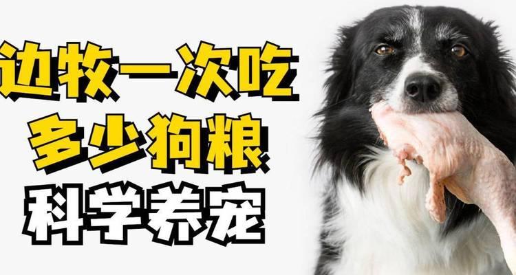 边境牧羊犬的科学养育方法（合理喂养与营养需求）
