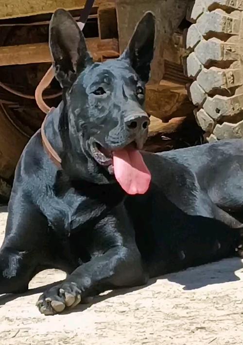 黑狼犬（探究黑狼犬的独特魅力和受欢迎的原因）