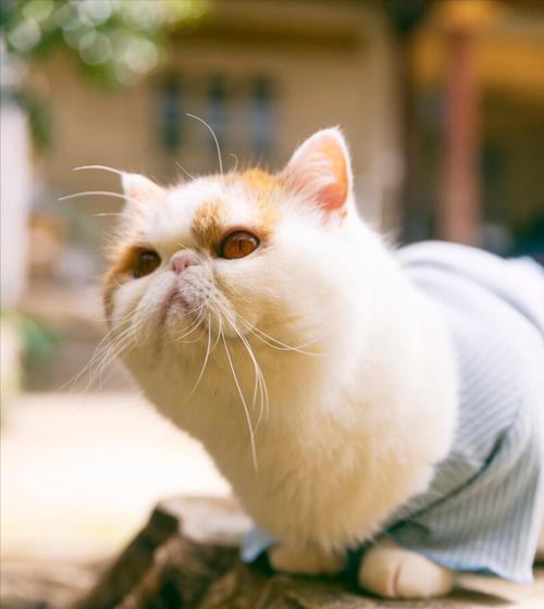 加菲猫为何不吃猫粮？（揭秘导致加菲猫不吃猫粮的原因）
