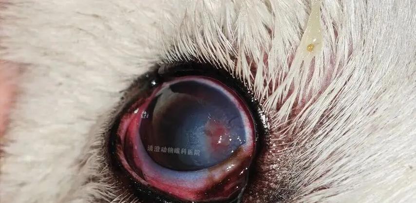 狗狗眼睛为什么会变红？（了解红眼现象及红血丝的正常情况）