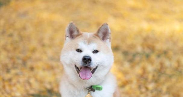 柴犬幼期饲养要点（初次养犬者必读）