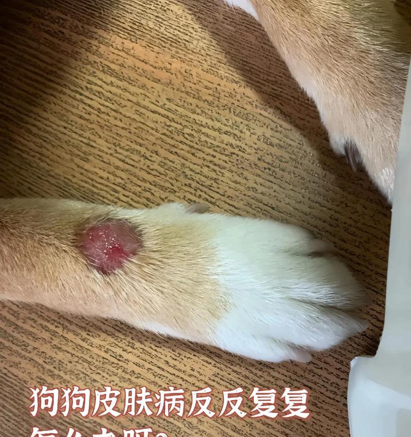狗狗皮肤病的治疗方法与护理指南（常见皮肤病分类及有效的治疗方式）