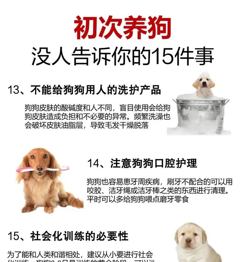 新手养狗狗需要知道的注意事项（了解这些关键点，让你成为狗狗的好主人）