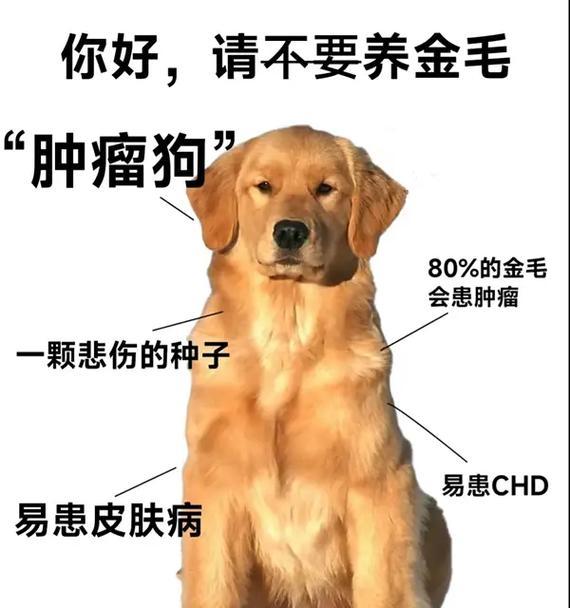 狗狗常见的五种肿瘤及其特征与治疗（了解狗狗常见肿瘤，保护我们的宠物健康）