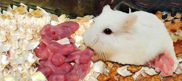 仓鼠怀孕后的护理指南（关注仓鼠孕育，从怀孕到产仔，一步不可少的五大护理步骤）