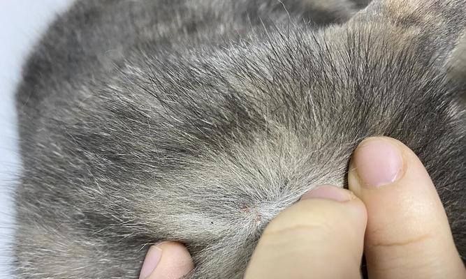 猫猫身上有跳蚤的原因及防治方法（探究猫猫身上跳蚤滋生的原因与预防方法）