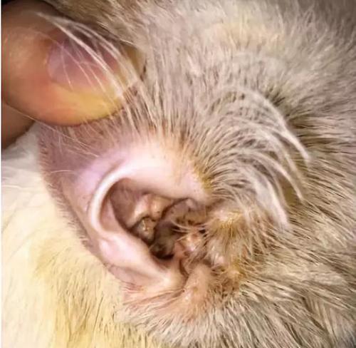 狗狗耳朵发炎，如何预防和治疗？（做好日常防护工作，让狗狗免受中耳炎的困扰）