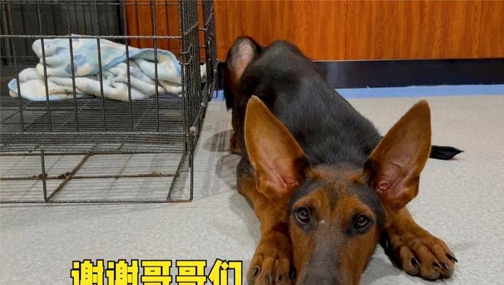 训练狗狗乖乖躺下睡觉的秘诀（让狗狗晚上乖乖入睡的有效方法与技巧）