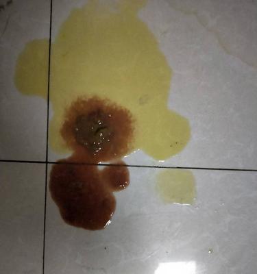 狗狗拉干的和稀的？了解可能的原因和处理方法（如何判断狗狗健康状况？遇到拉稀的情况该怎么办？）