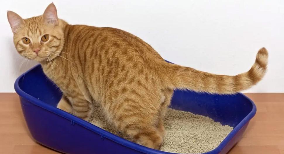 解决猫咪便秘问题的三个有效方法（采取合适措施缓解猫咪拉屎困难，让它们顺畅排便）